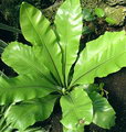 راهنمای نگهداری و پرورش گل و گیاهان زینتی - سرخس لانه پرنده